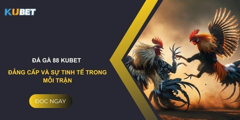 Đá gà 88 Kubet: Đẳng cấp và sự tinh tế trong mỗi trận