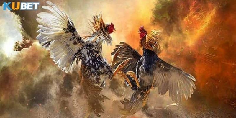 Tổng hợp những giải đấu đá gà trực tiếp trên mạng lớn nhất